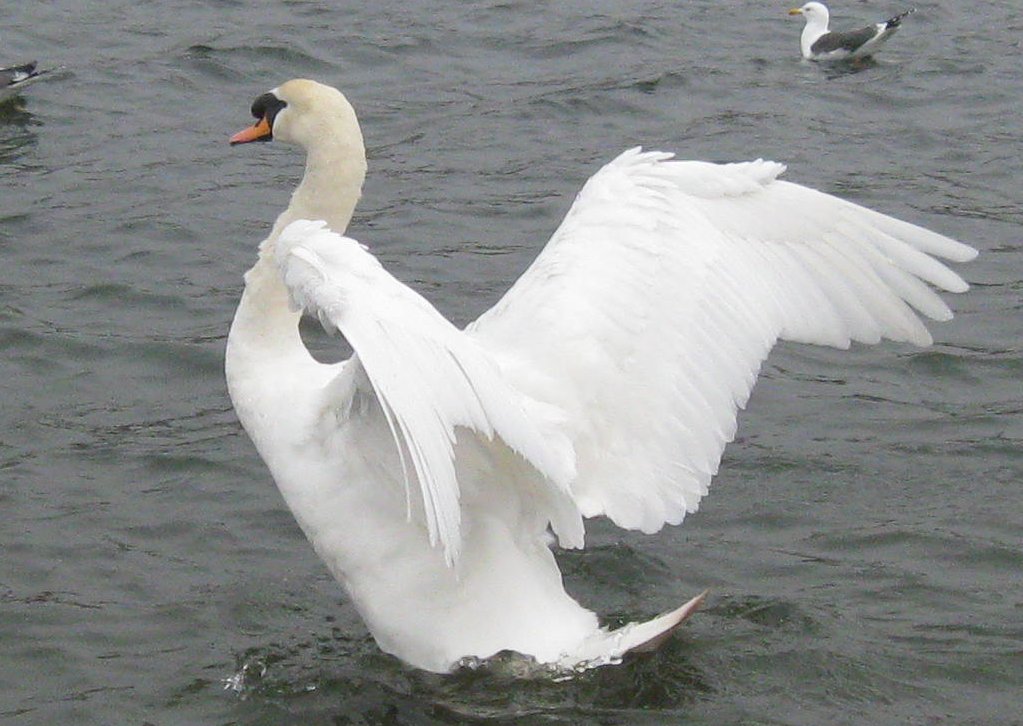 Cosmeston swan release 2013