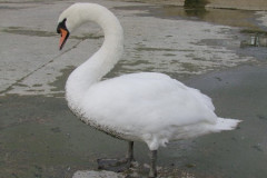 DSCF1341