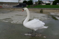 DSCF1343