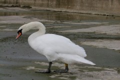 DSCF1346