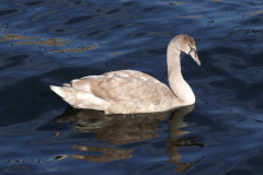 DSCF1064