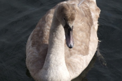 DSCF1068
