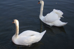 DSCF2196