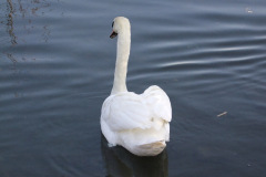 DSCF2197