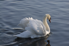 DSCF2198