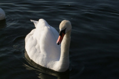 DSCF2200