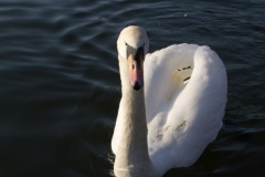 DSCF2201