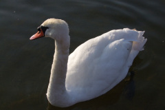 DSCF2202