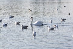 DSCF2203