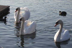 DSCF2204