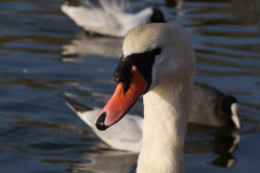 DSCF2205
