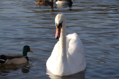 DSCF2206