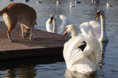 DSCF2207