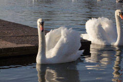 DSCF2208