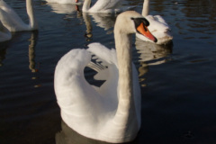 DSCF2209