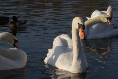 DSCF2210