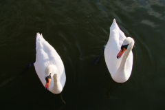 DSCF3264