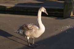 DSCF3268