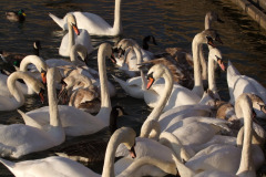 DSCF3270