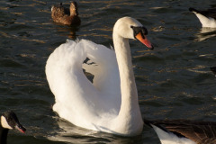 DSCF3271