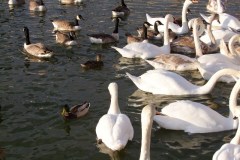 DSCF3273