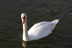 DSCF3280