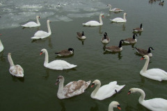 DSCF3300