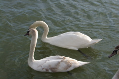DSCF3556