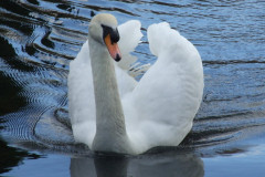 DSCF4477
