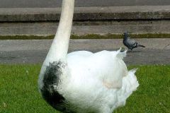 DSCF6217