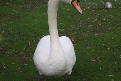 DSCF9630